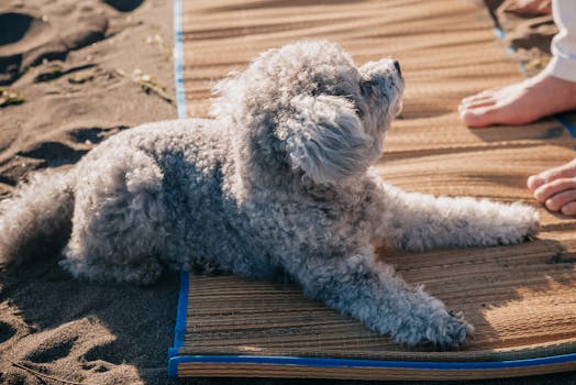 Decoding Your Toy Poodle’s Well-being: A Proactive Approach to Common Health Concerns
