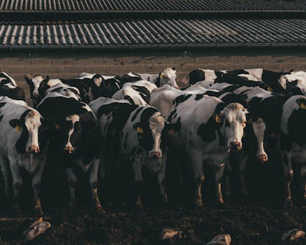 Beyond the Bovine Basics: A Strategic Lens on Feeder Cattle Investing