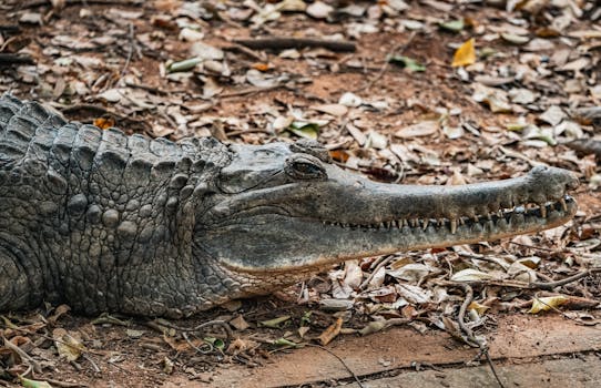 Decoding “Crocodile Technology 3D Descargar Español Gratis”: Beyond the Download