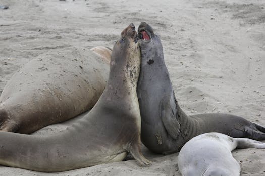 Beyond the Blurry Image: Decoding the Real “Reading Seal”
